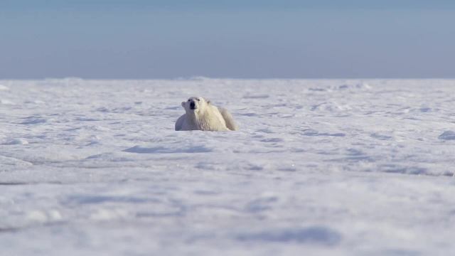北极熊捕猎海豹大型翻车现场