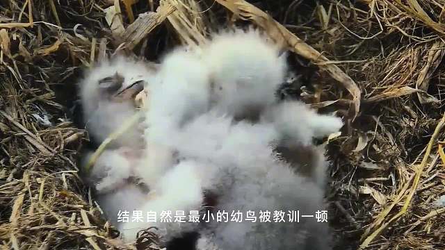 白头海雕的成长之路