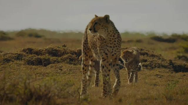 猎豹英雄母亲养育6个幼崽，躲避危险而每天都要捕猎