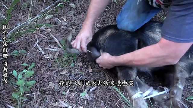 给二师兄做绝育手术，你们见过吗？