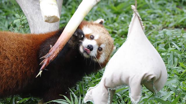 在野外遇到这种猛兽，可要小心咯~