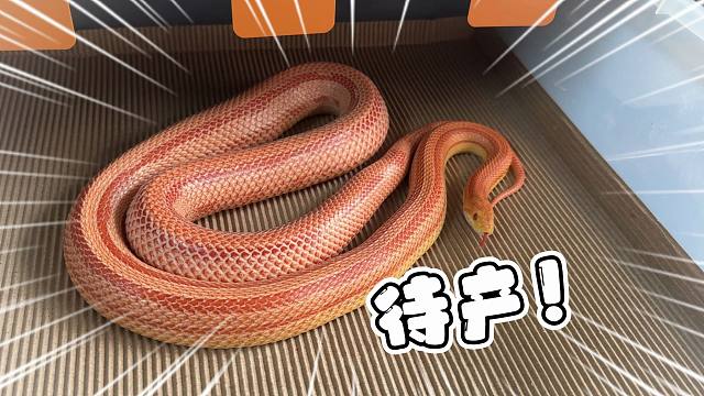 又又又有蛇蛇要准备产蛋了，最近捡蛋都捡麻木了！