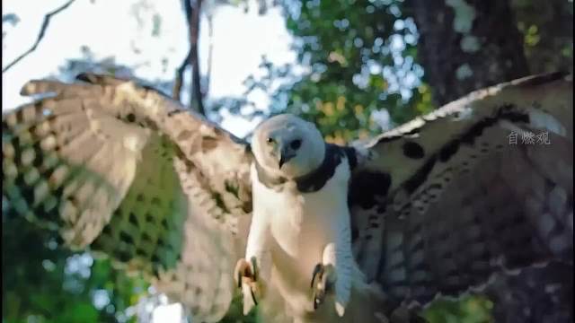 嘴强王者吼哥，上次得瑟还是在上辈子