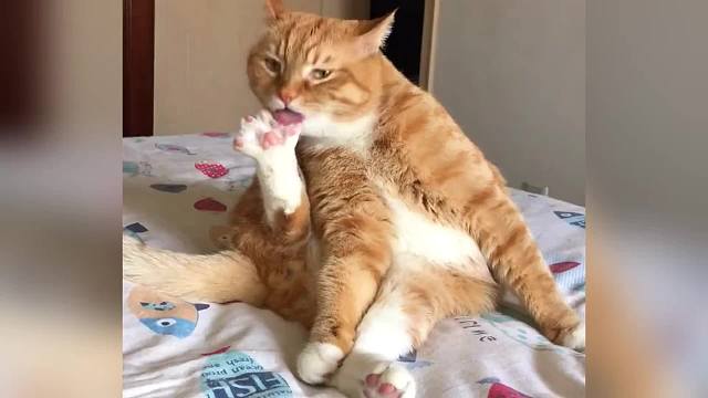 20. 推荐几只便宜好养的猫咪， 你最喜欢哪一只？