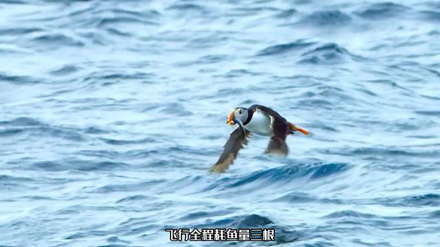 家有娇妻和萌娃，海雀捕鱼险些把命搭，回家还不忘把狗粮撒