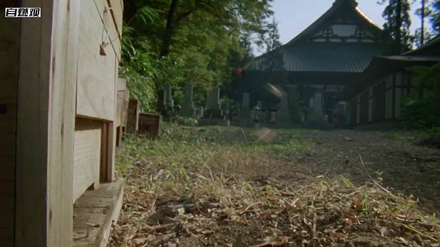 小小蜜蜂死磕大黄蜂，靠天赋将天敌活活“烤”死