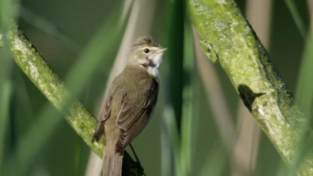 布谷鸟为给娃找养父母绞尽脑汁，老司机居然也有翻车的时候