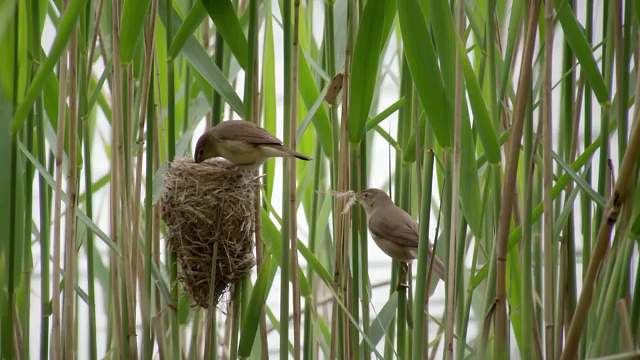 布谷鸟给娃找养父母，工具鸟被轻松拿捏