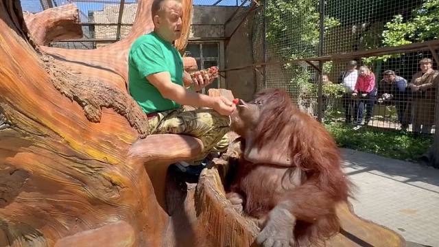 没想到红毛猩猩还有两幅面孔！