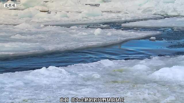 帝企鹅一生有多难？网友：这不是自己的真实写照吗