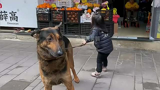 37. 盘猫狗都嫌弃的年纪，家里有小孩的不建议养狗，这样对狗不好