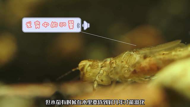 异形的原型，小小昆虫凶猛无比，嘴巴就像开了挂