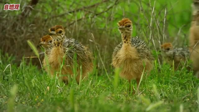 当掏肛哥鬣狗碰上鸵鸟的翘臀，瞬间吓丢了魂