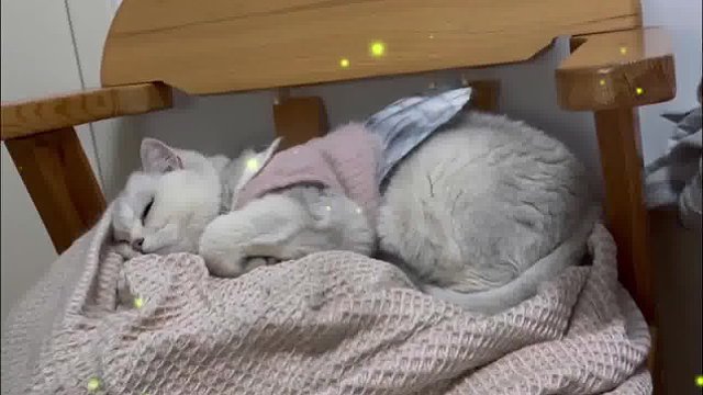 夏天真是太适合摆烂了~