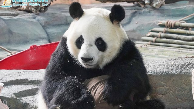 一脸可怜巴巴的样子，一看就是准备干坏事了