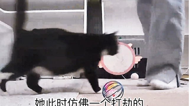 小猫咪早上有多粘人，仿佛一个拦路打劫的猫匪