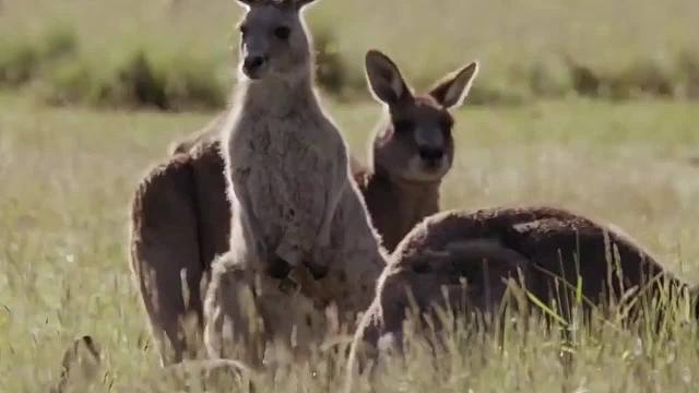 1. 袋鼠：肌肉发达，称霸澳大利亚，却混成全球最惨国宝