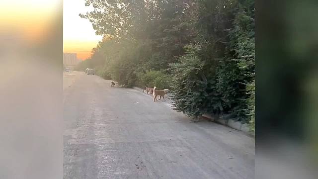 人在极度恐惧的情况下能爆发出多大的潜能？？