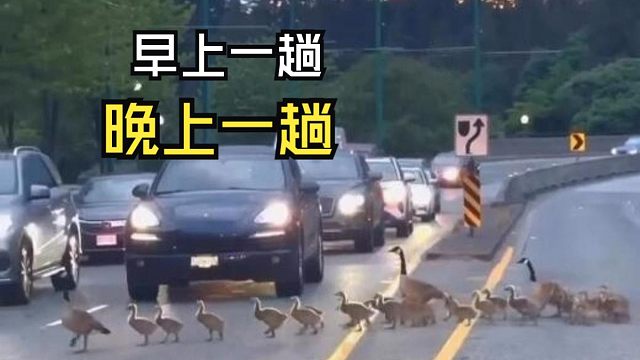 那些让人心情愉悦的动物视频！