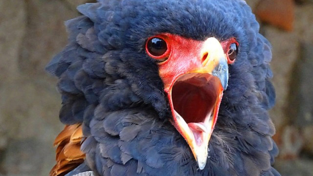 短尾雕：我的一世鹰名就毁在这张脸上了！