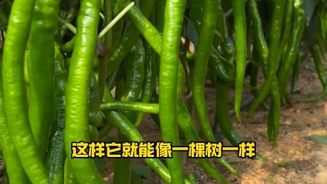 给大家分享一个辣椒高产小妙招