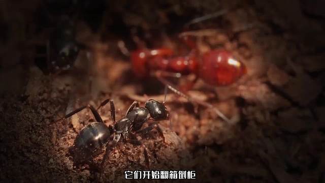 懒癌晚期的蚂蚁，当一次蚁贩子，就能躺平好一阵子