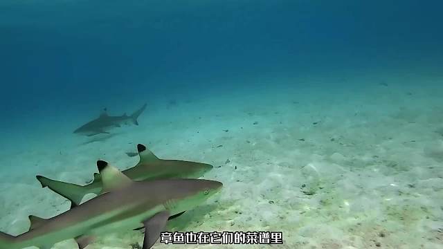 拥有九个大脑的章鱼，心眼比蜂窝还多