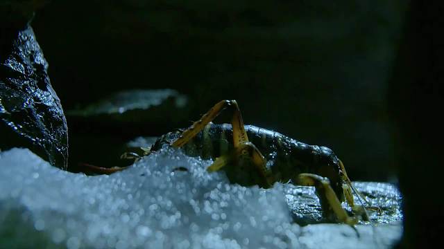拥有寒冰护体的蟋蟀，神仙技能可让它起死回生
