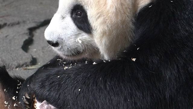 奶爸我没想拆，我就试试它结不结实