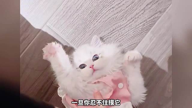 40. 猫咪被养熟的几种表现 来看看你家主子是不是白眼狼？