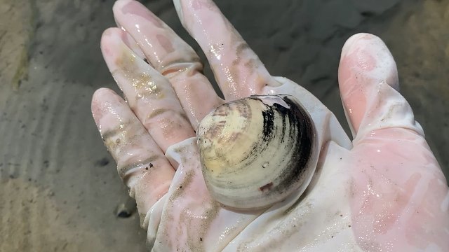 给你2小时你能挖五斤螺吗？