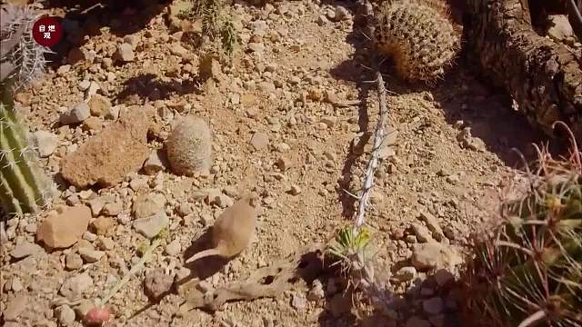 沙漠鼠稳如老狗躲天敌，大冤种还得是蜥蜴