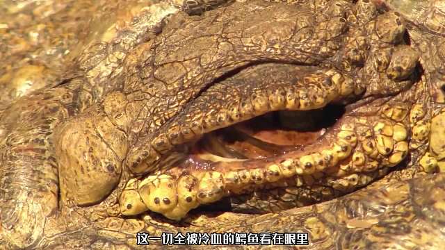 河马母亲为娃决斗，却不料背后杀出个老六