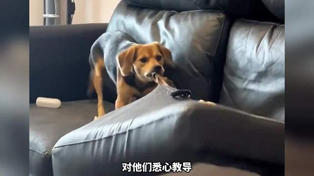 43. 狗狗的一天相当于人类的一周？ 你家狗狗现在几岁了？