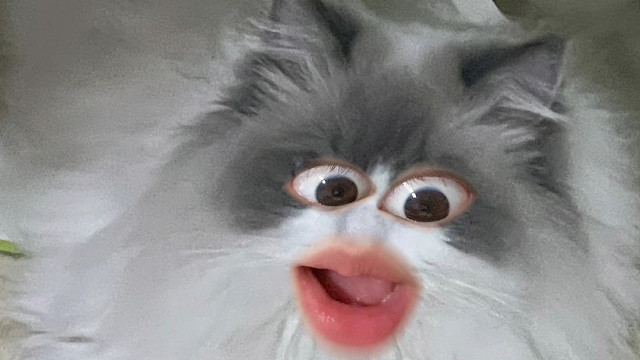 小猫咪到底把我当了个啥