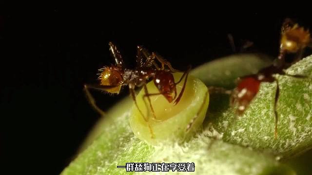 生物界驰名舔狗王，动植物都不放过，朝三暮四臭名远扬
