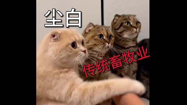 尘白火真的是因为RSQ吗？错！半分钟让你看懂真实原因！