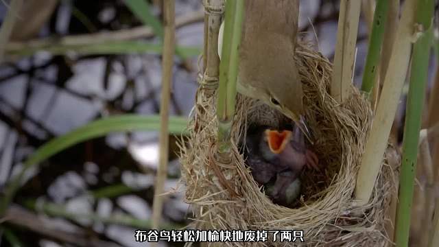 神奇布谷鸟一出生就有800个心眼，骚操作看呆养父母