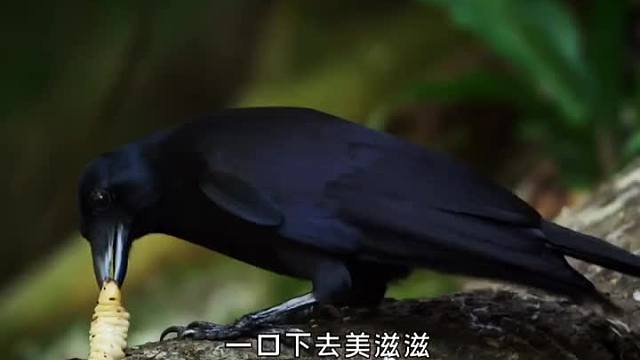 动物到底可以聪明到什么程度