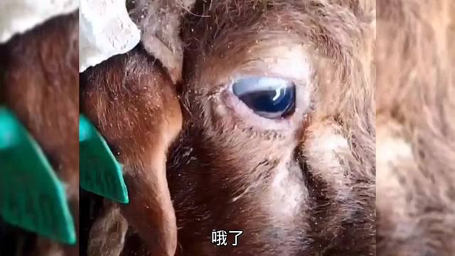 这头牛对自己下手太狠了