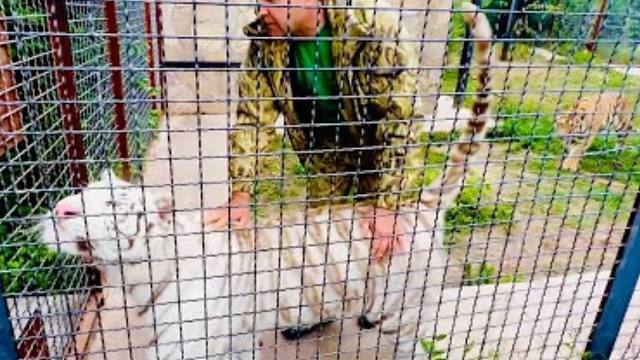 小白虎：第一次和女孩子合住，怪不好意思的