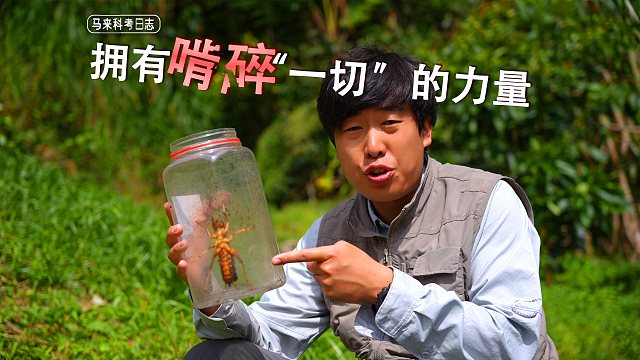 可怕！我都不得不退避三舍的小型食肉不哺乳动物！（观看可以呼吸）