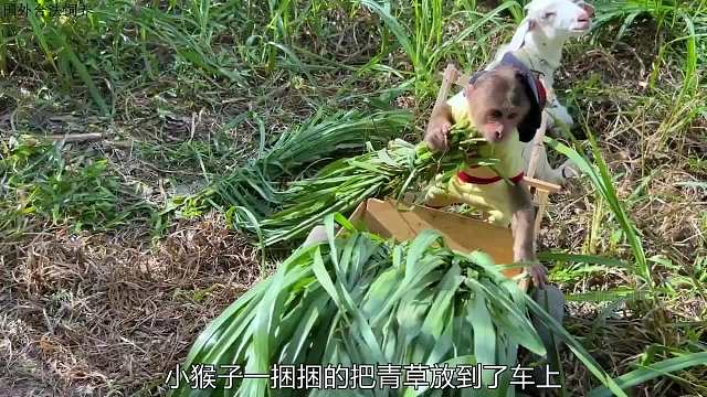 小猴子割草回家喂牛，半路捡了一个钱包，做法让人感动
