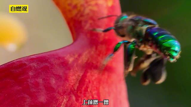 绿成一道光的蜜蜂，被迫钻兰花菊部
