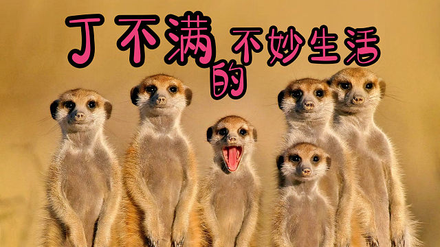 社会动物丁不满