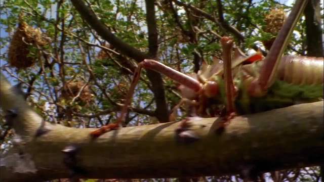 自带反甲的蟋蟀，长相辟邪还能魔法攻击