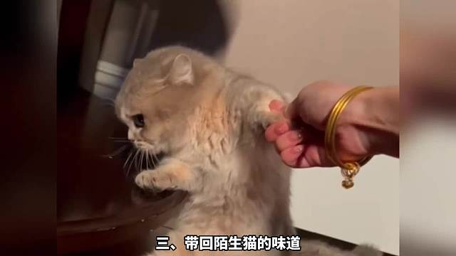 5. 6种会让猫咪讨厌你的行为，你占了几种？