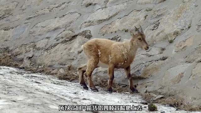 被逼成极限运动的“祖师爷”，北山羊攀登90度垂直水坝找吃的