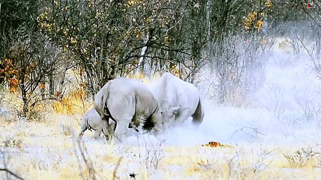 陆地战神交锋：犀牛双雄争霸，武侠级角力震撼上演