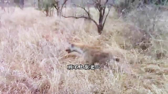 居然被他给挣脱了打工豹的锁喉